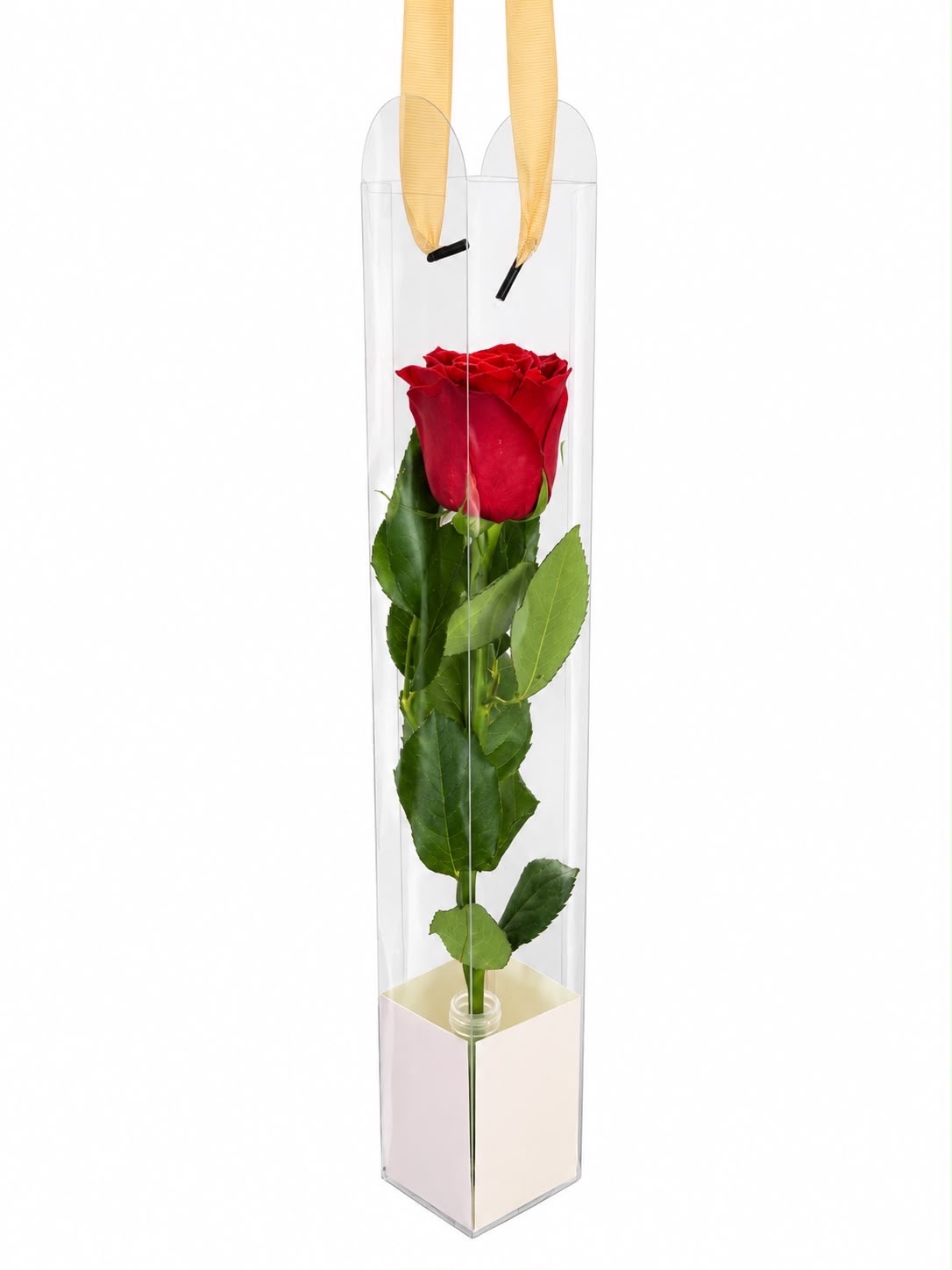 Rose 1